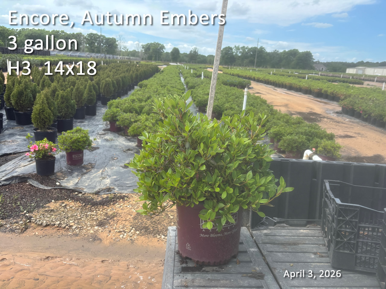 gallery/eemb3 h3 apr3.jpg